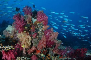 Diving the best coral in the world?
