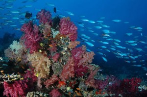 Diving the best coral in the world?