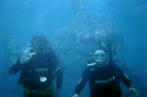 Very Close Encounter of a Great White Shark